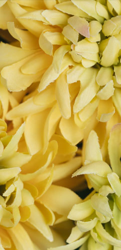 Ylang Ylang