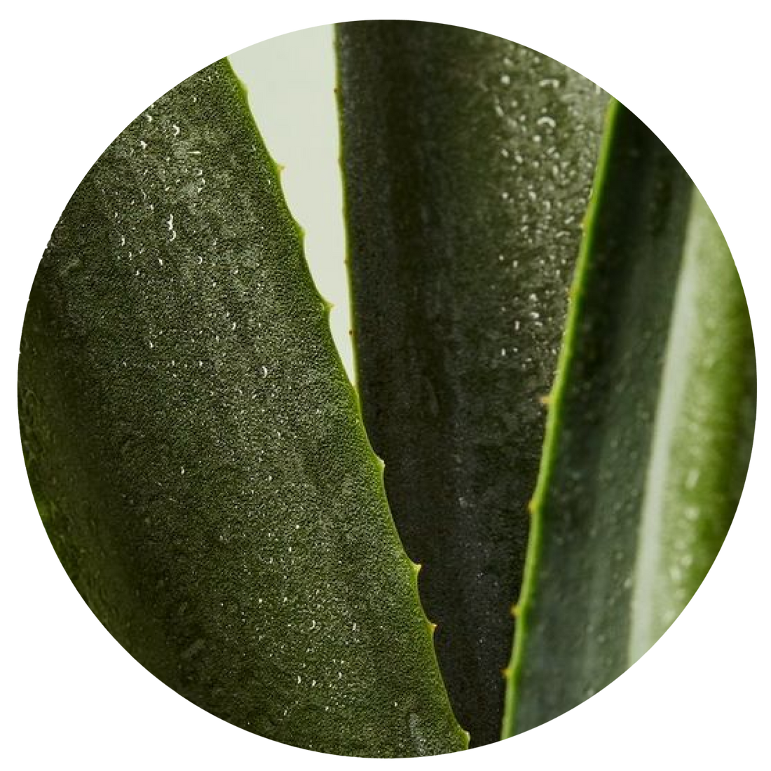Revitalizing Scalp Scrub: Exfoliating Scrub for your scalp – Pattern Beauty