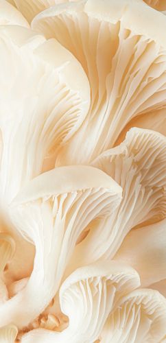 Mushroom Extract