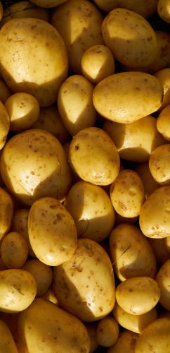 Potato Pulp Extract