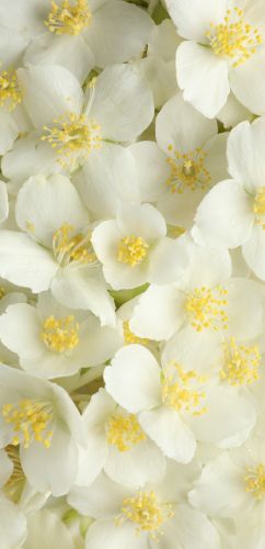 Jasmine Petals