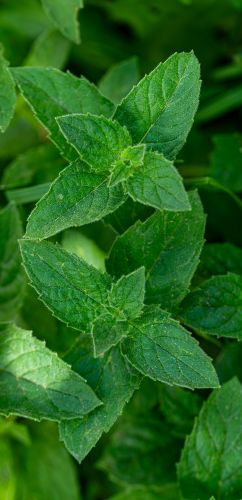 Wild Mint