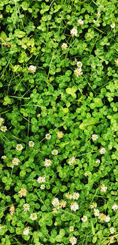 Clover Extract